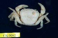 藏品(拉氏明溪蟹)的圖片